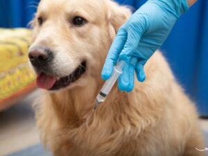 Dog Vaccination Card: Everything You Need to Know